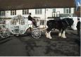 Drayhorse Shires Drayhorse Farm, Faversham Road, Challock, Kent Wedding Transport : South East