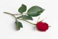 Creative Generations Limited 10 Rona Gardens, St Peters, Worcester Wedding Stationery : West Midlands